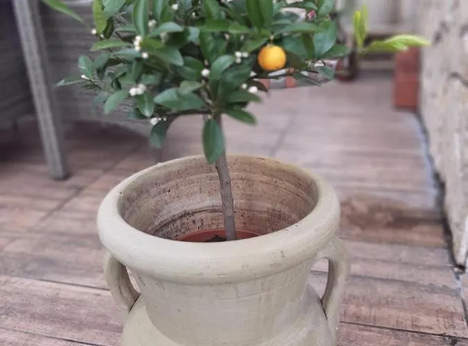 Haus Sorgenfrei Appartement Caputh